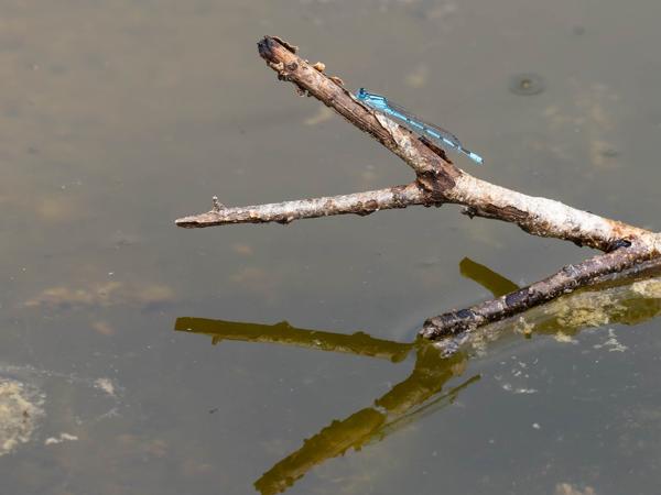 Watersnuffel (Enallagma cyathigerum)